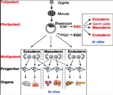 Cell Development